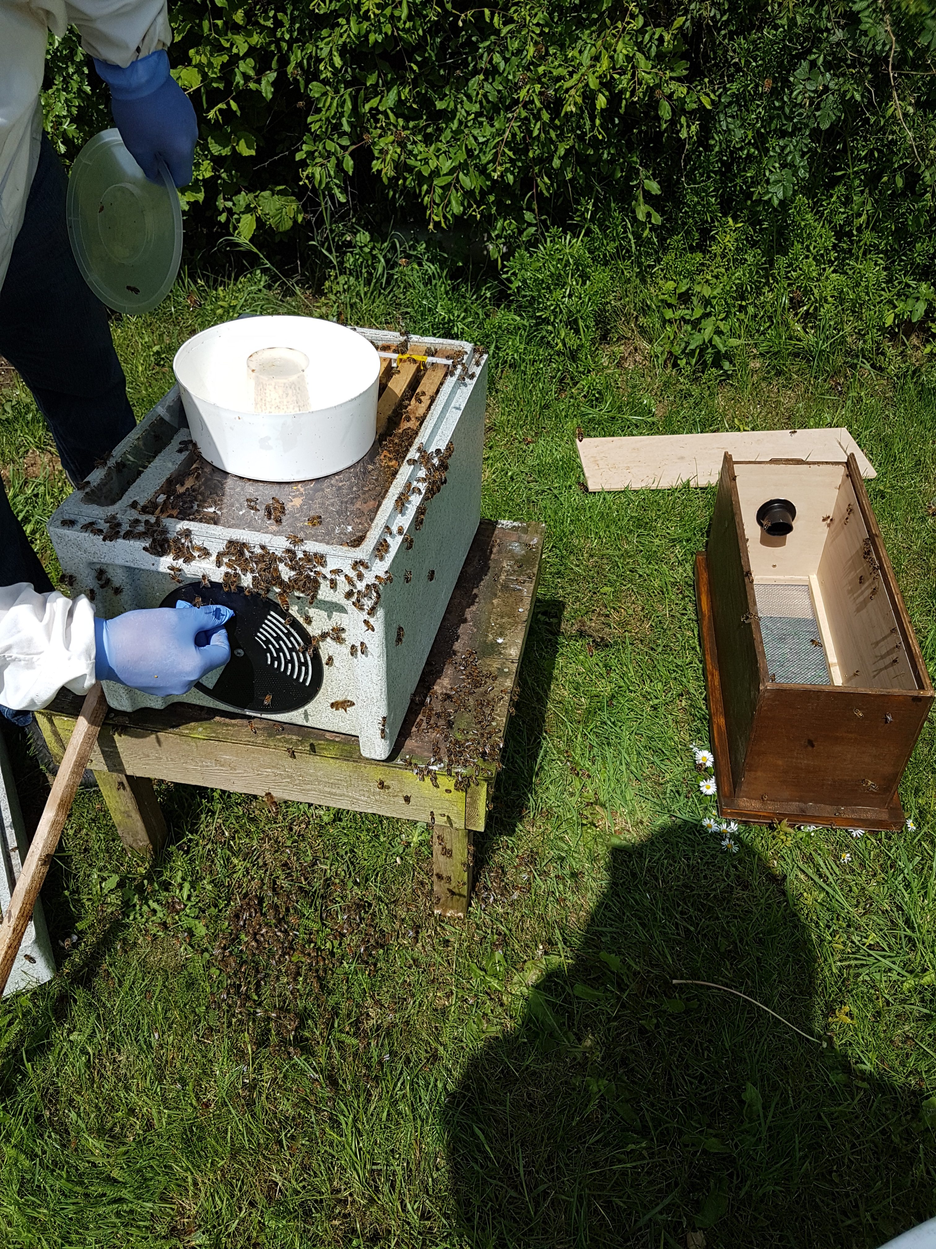 honey bee removal service