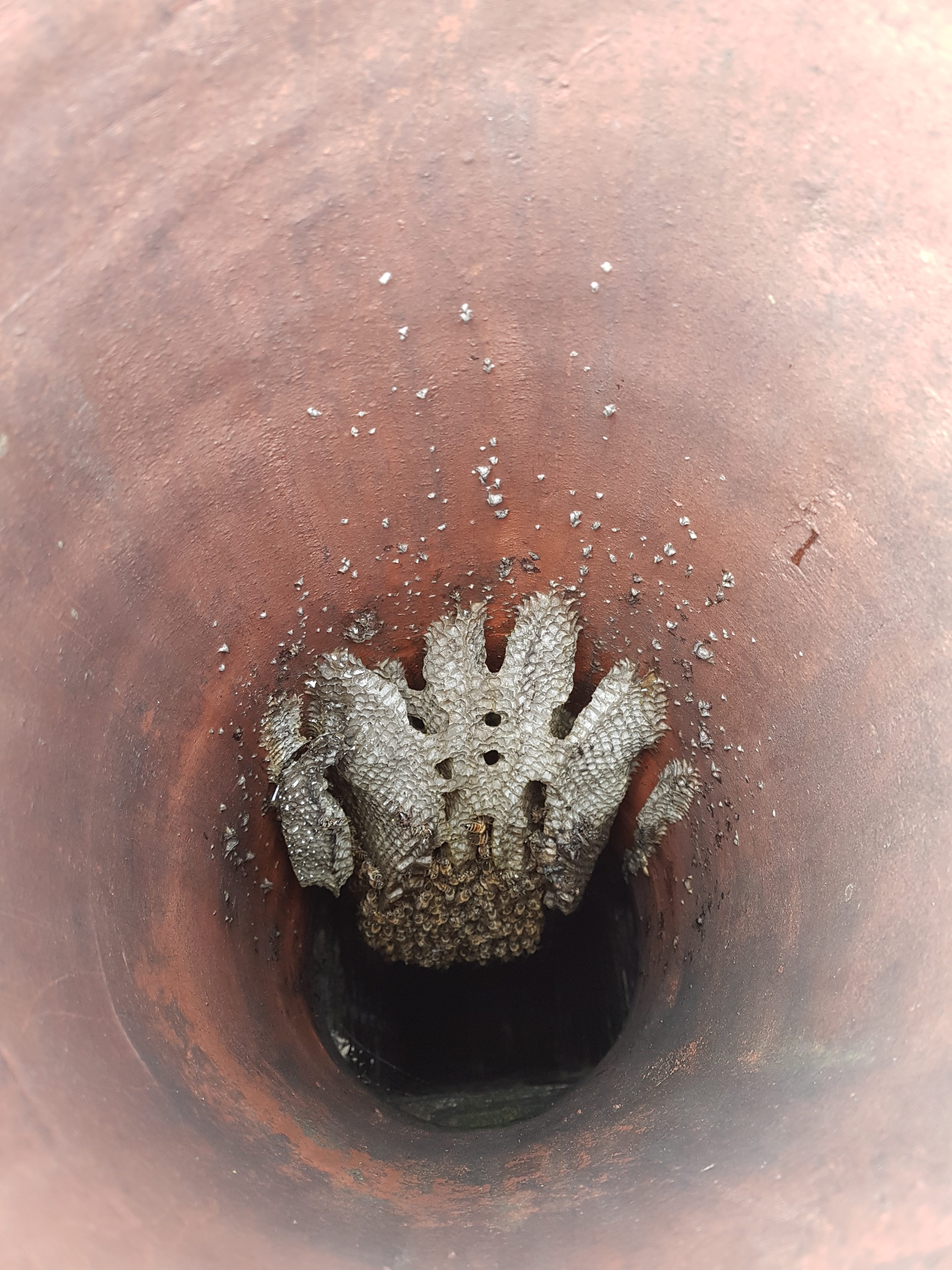 Honey bees chimney removal