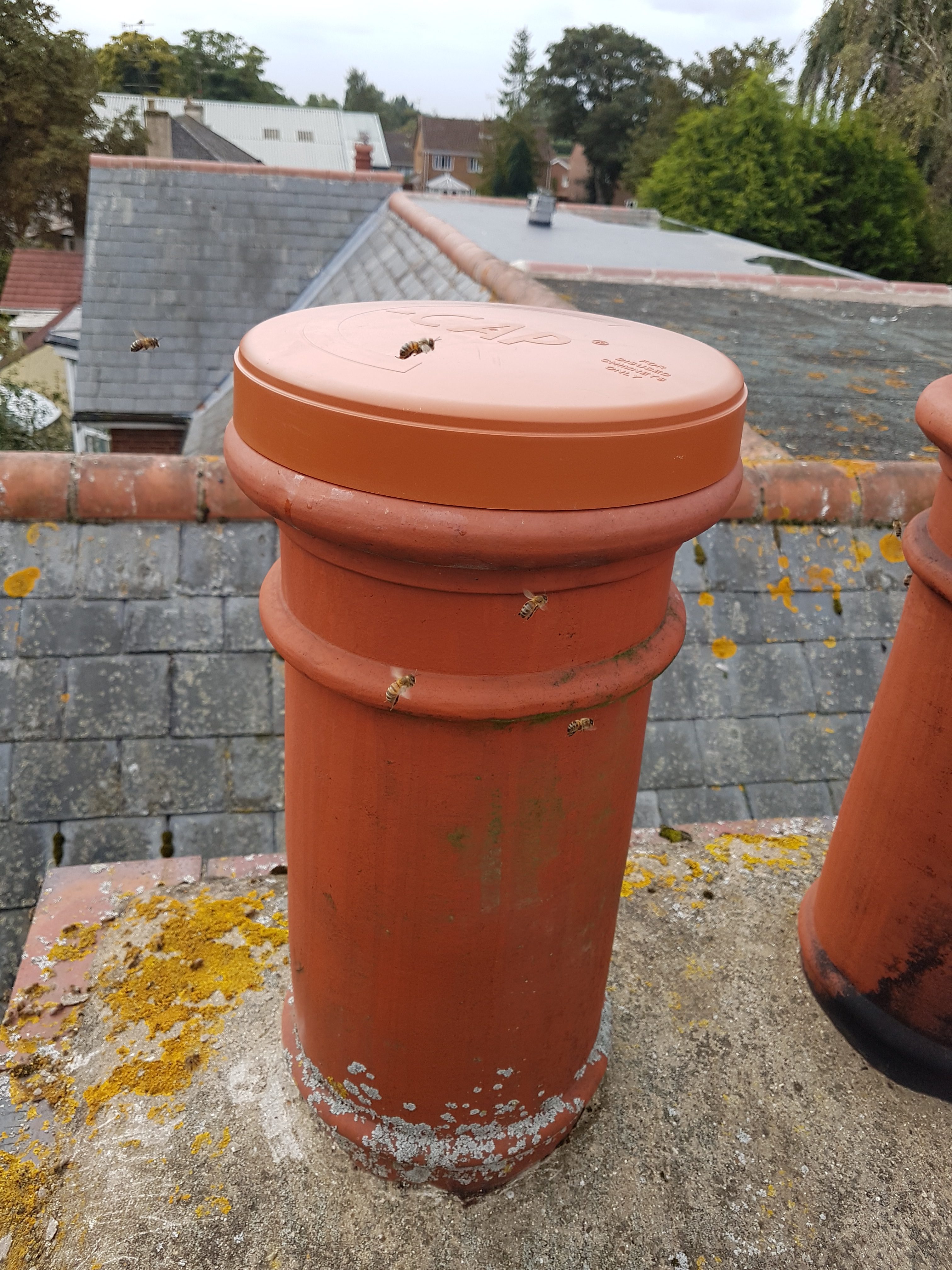 Honey bees chimney removal Lincolnshire.