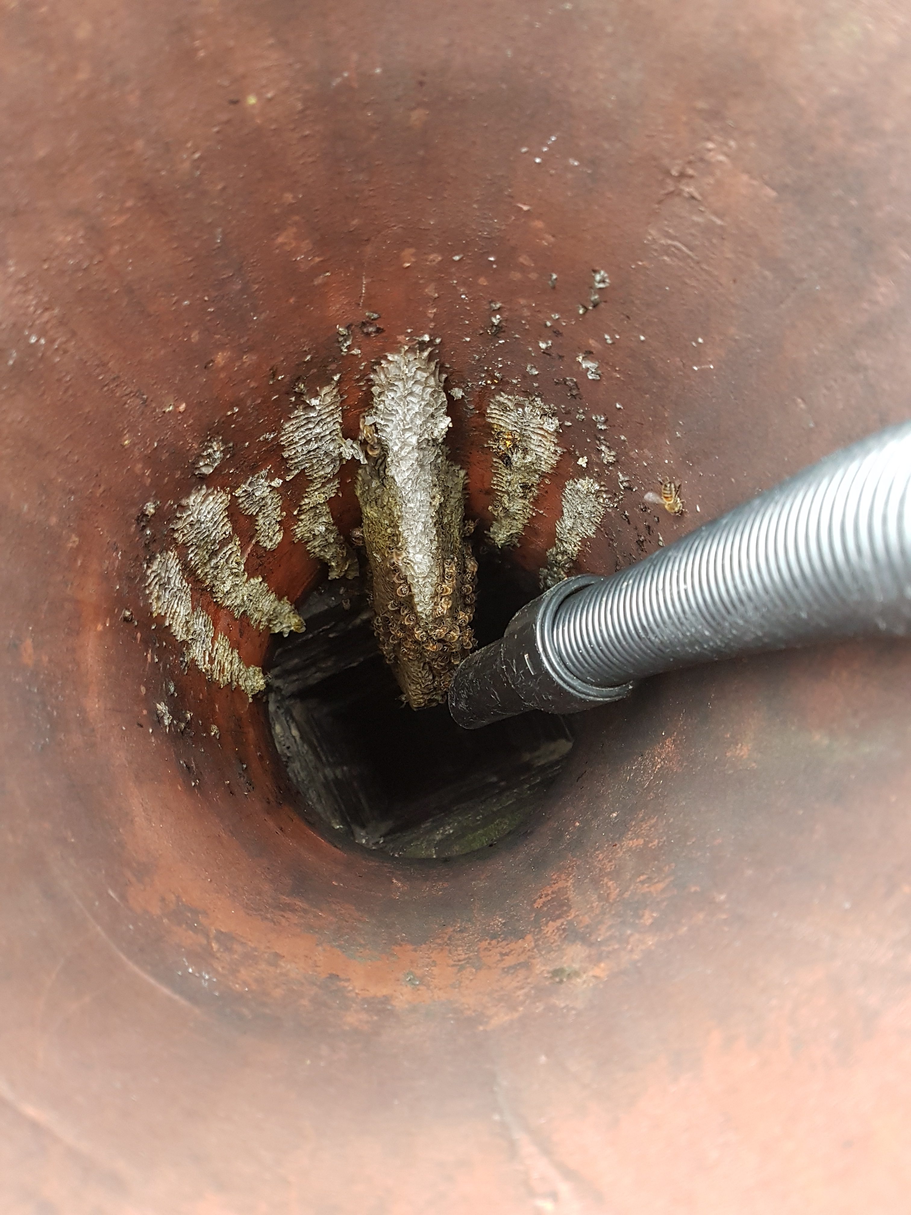 Honey bee chimney removal