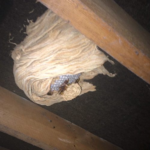 Hornet nest in the loft space of a rural dwelling.