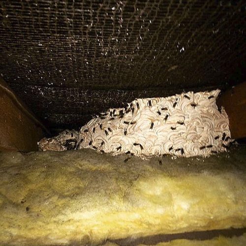 3 ft wide wasp nest in lost space of property