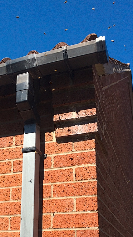 wasp nest in the cavity wall of the bungalow.