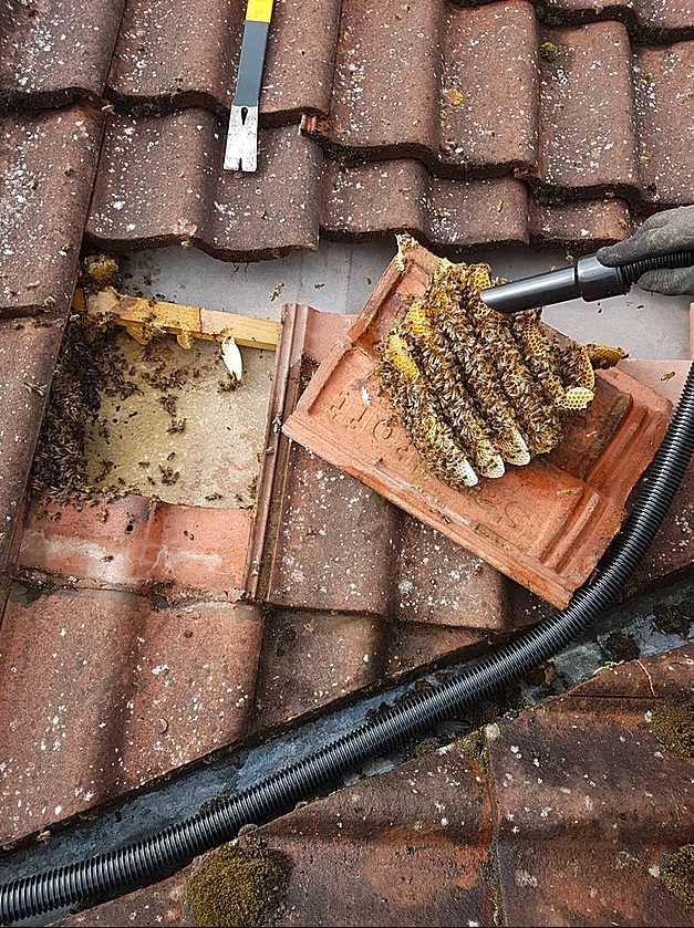 Lincolnshire Honey Bee Removal 1 