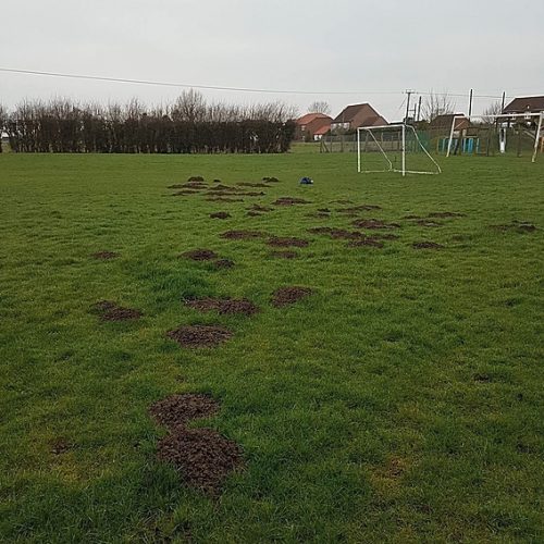 mole activity on football pitch before trapping.