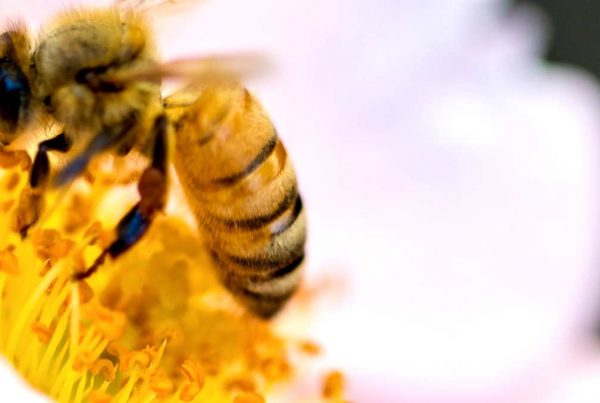 pestinator pest control lincolnshire, honey bee removal service