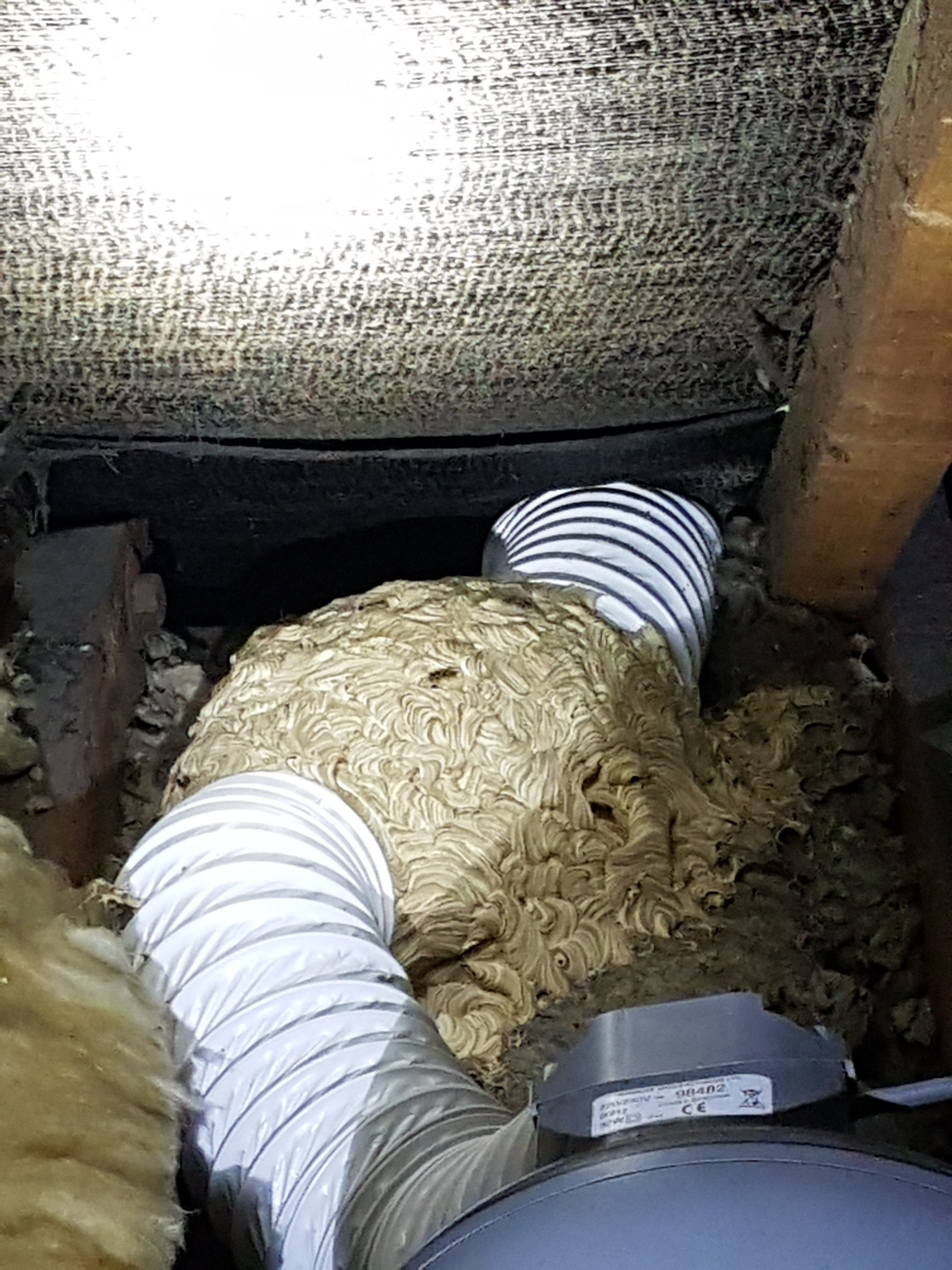 Wasp Nest At Lincoln Inside An Extractor Fan Pipe Pestinator Ltd