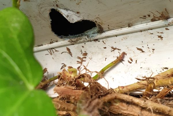 rodent ingress - pest control