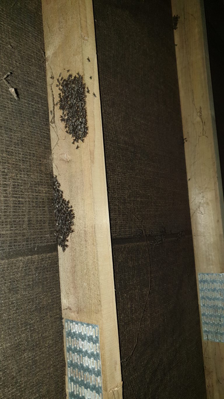 Cluster Fly Treatment to loft of property - Insect Pest Control