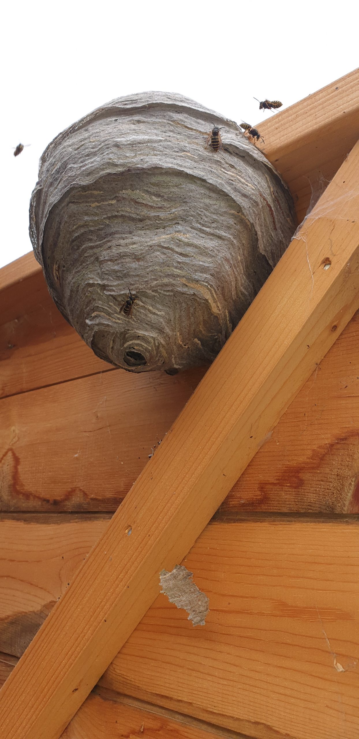 wasp nest boston